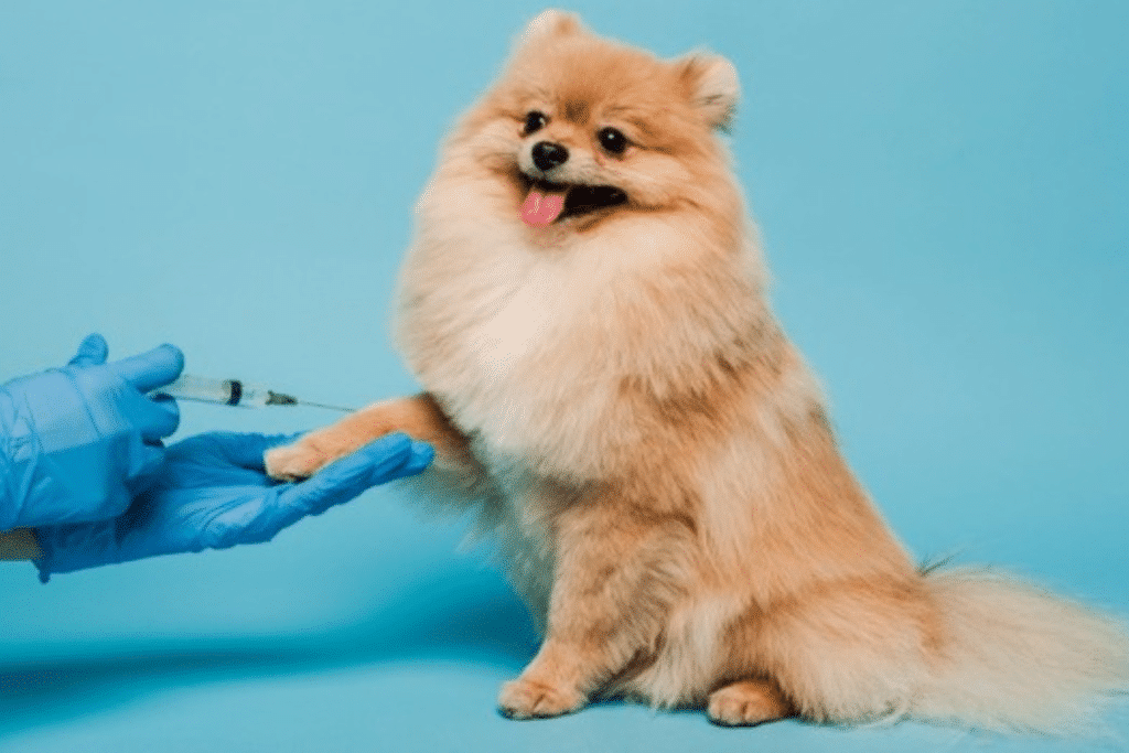 马来西亚动物慈善机构