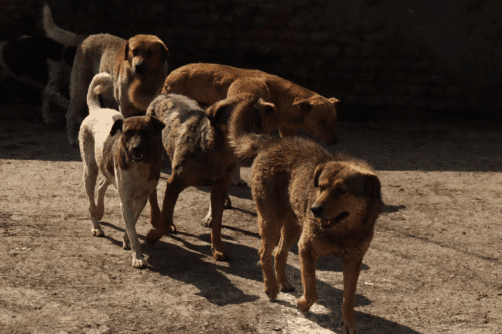 如何帮助流浪狗