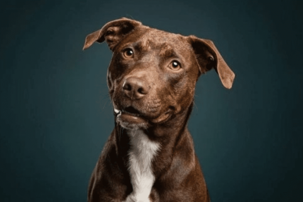 马来西亚动物慈善机构