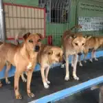 mutiara-rini-dog-shelter-min