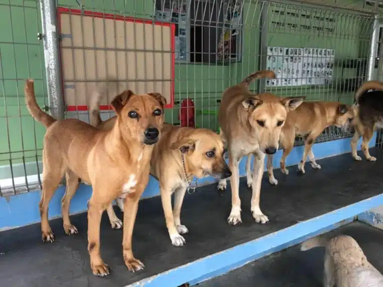 mutiara-rini-dog-shelter-min