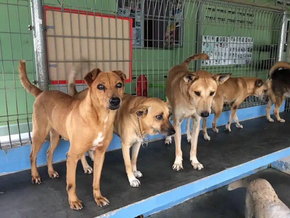 mutiara-rini-dog-shelter-min