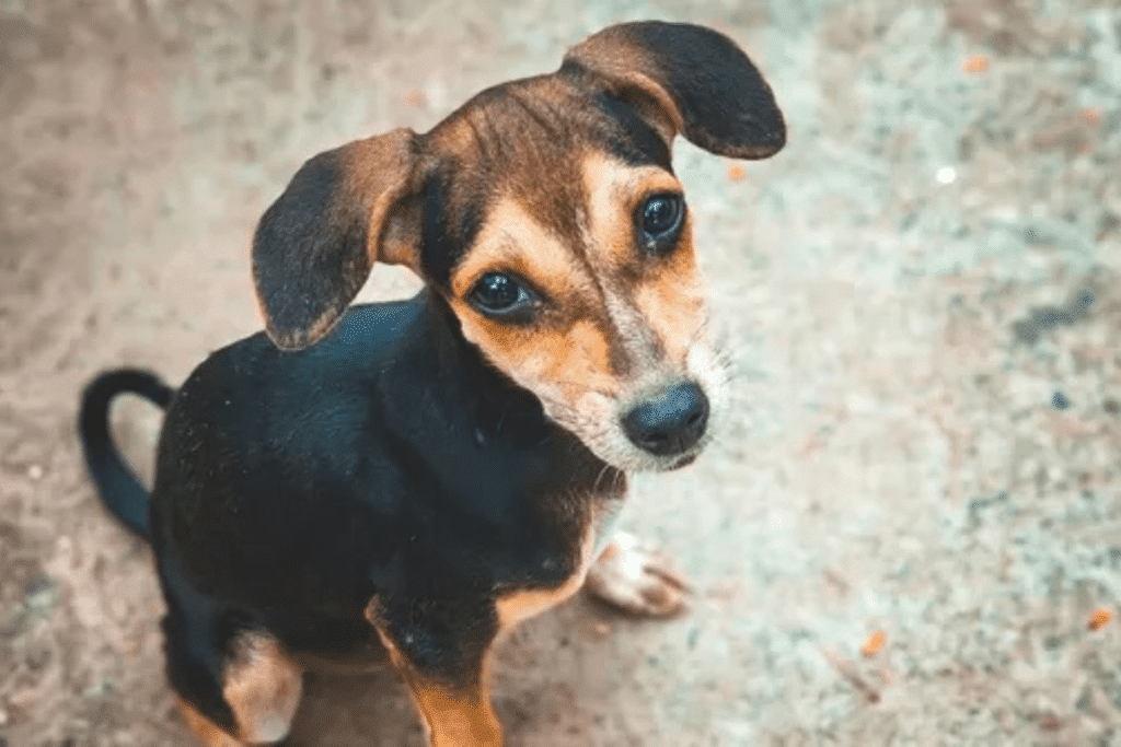 如何帮助流浪狗